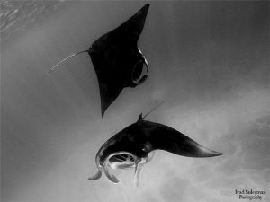 Manta Ray by Iyad Suleyman 